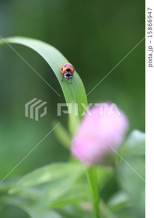 草原に天道虫 草原に天道虫 15866947