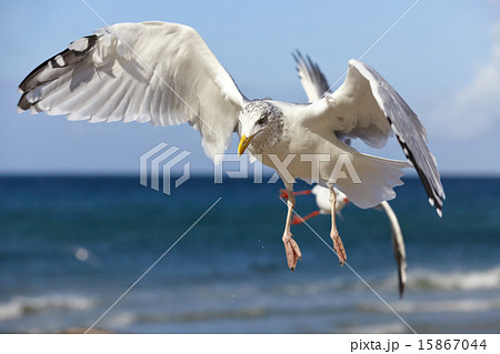 Close-up of a seagull in flight on a blue sky 15867044
