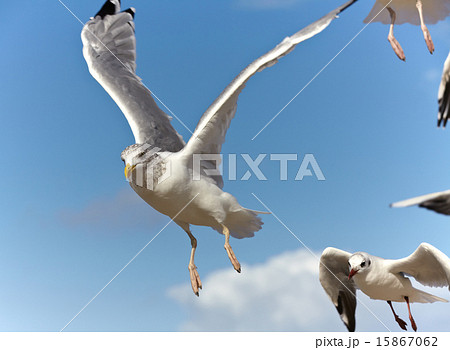Gulls in flight on a blue sky 15867062