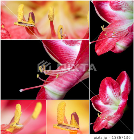 Collage of close up view of a amaryllis flower Collage of close up view of a amaryllis flower 15867136