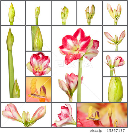 Collage of an amaryllis plant growth phases 15867137