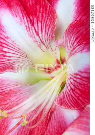 Close up of Amaryllis flower calyx Close up of Amaryllis flower calyx 15867139