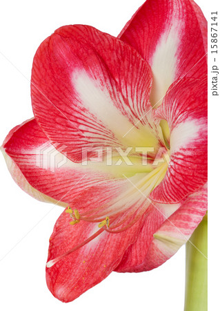 Close up of an amaryllis flower 15867141