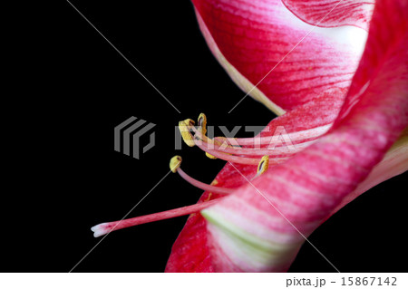 Extreme close up view of a amaryllis flower temple Extreme close up view of a amaryllis flower temple 15867142
