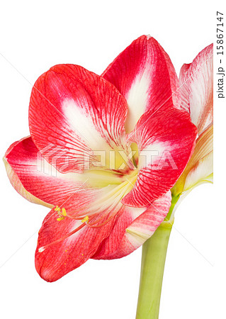 Close up of an amaryllis flower Close up of an amaryllis flower 15867147