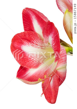 Close up of an amaryllis flower 15867149