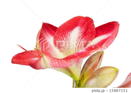 Close up of an amaryllis flower Close up of an amaryllis flower 15867151