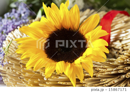 Sunflower Sunflower 15867171