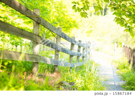 森の中の道 森の中の道 15867184