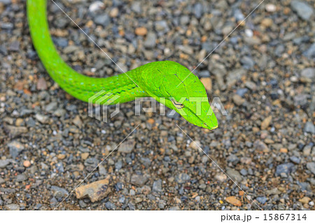 Oriental Whipsnake or Asian Vine Snake Oriental Whipsnake or Asian Vine Snake 15867314