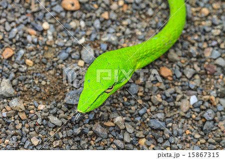 Oriental Whipsnake or Asian Vine Snake 15867315
