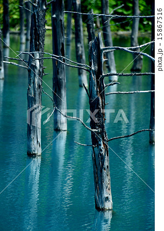北海道富良野（白金）の青い池 15867516