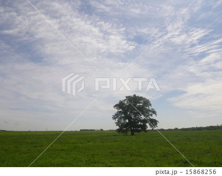 はるにれの木 15868256