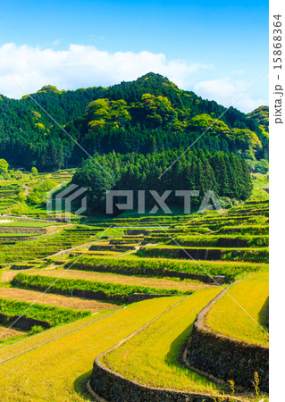 鬼木の棚田 鬼木の棚田 15868364