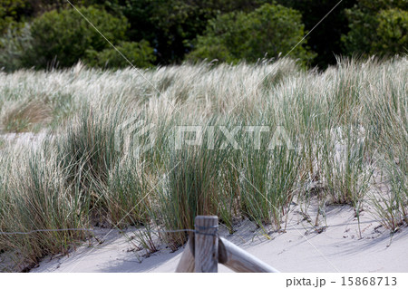 View of dense green dune grass on the beach 15868713