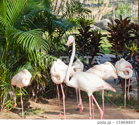 Flamingo in a zoo 15868807