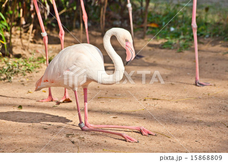 フラミンゴページです！ Flamingo in a zooの写真素材 [15868809] - PIXTA