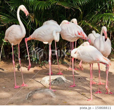 Flamingo in a zoo 15868811