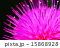 アザミ  花 アザミ  花 15868928
