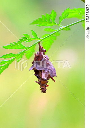 ミノムシ 15868929