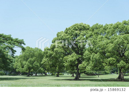 緑がいっぱいの広い公園 緑がいっぱいの広い公園 15869132