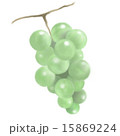マスカット 15869224