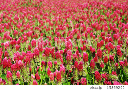 クリムゾンクローバー クリムゾンクローバー 15869292