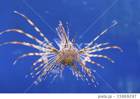 Pterois volitans Pterois volitans 15869297
