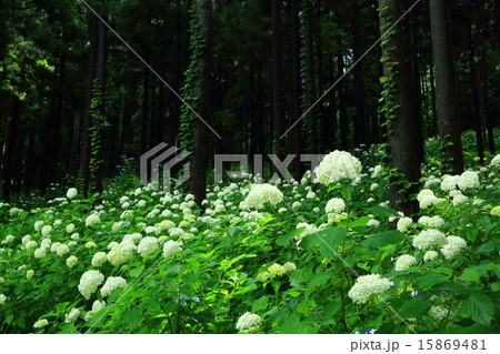 一関　みちのくあじさい園 15869481