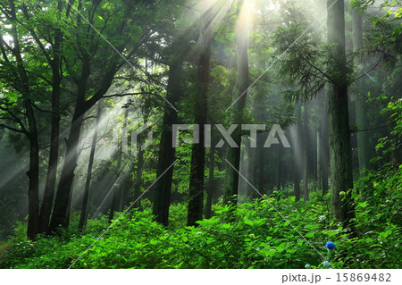 一関 みちのくあじさい園の光芒 一関 みちのくあじさい園の光芒 15869482