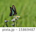 アオスジアゲハの吸蜜 15869487