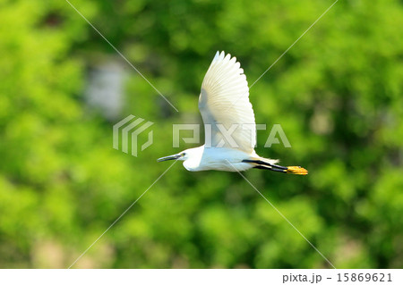 コサギの飛翔 コサギの飛翔 15869621
