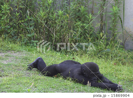 のびーん 15869904