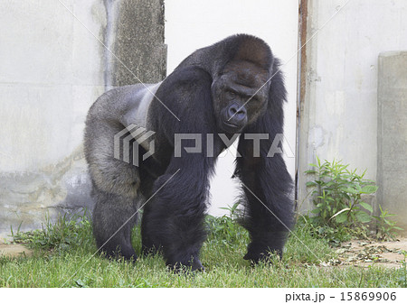 ゴリラ 15869906