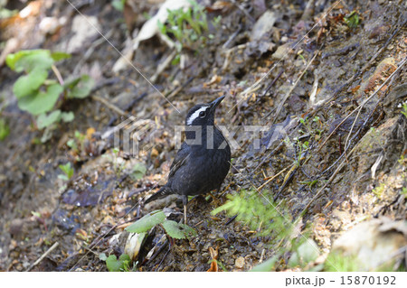 マミジロ雄 15870192