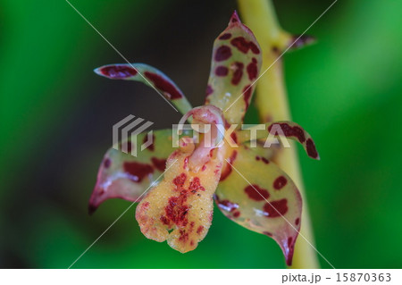 Thecostele alata Rare species wild orchids 15870363