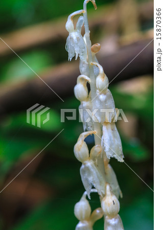 Epipogium roseum (D. Don) Rare species wild orchid Epipogium roseum (D. Don) Rare species wild orchid 15870366