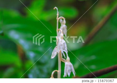 Epipogium roseum (D. Don) Rare species wild orchid 15870367