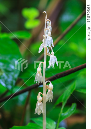 Epipogium roseum (D. Don) Rare species wild orchid Epipogium roseum (D. Don) Rare species wild orchid 15870368