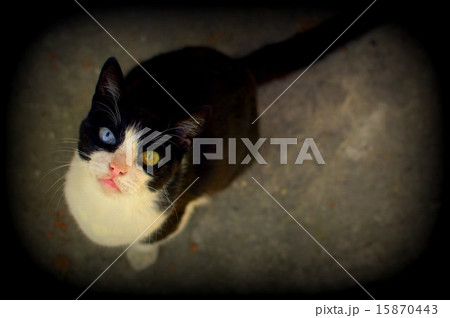 トルコのオッドアイの猫 15870443