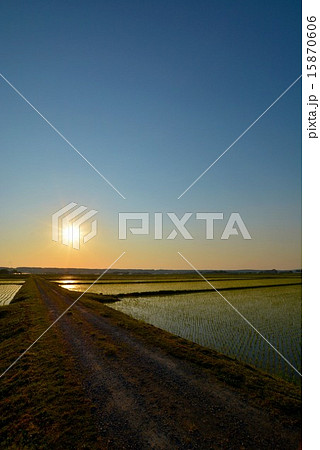 夕暮れの水田 (4) 15870606