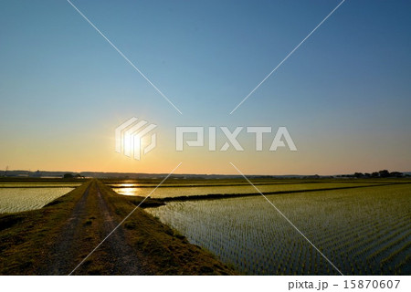 夕暮れの水田 (5) 夕暮れの水田 (5) 15870607