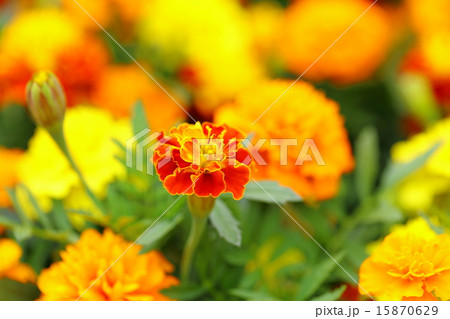 マリーゴールド 15870629
