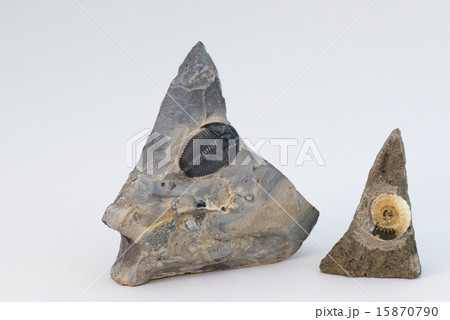 アンモナイトと三葉虫の化石 15870790