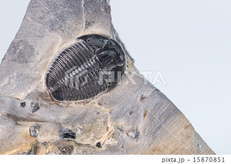 三葉虫の化石 15870851