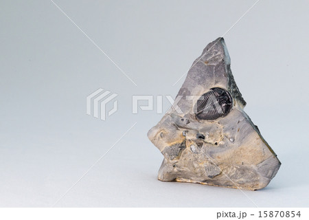 三葉虫の化石 15870854