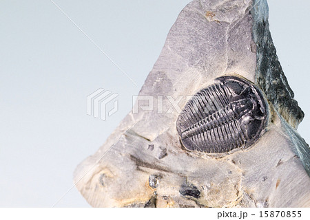 三葉虫の化石 15870855