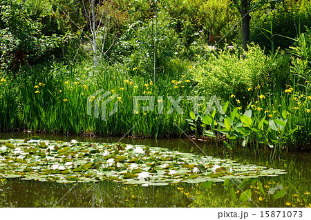 5月花　キショウブ・アヤメ科19京王フローラルガーデンアンジェ 15871073