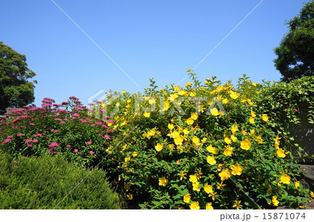 5月花 キンシバイ・オトギリソウ科14 5月花 キンシバイ・オトギリソウ科14 15871074