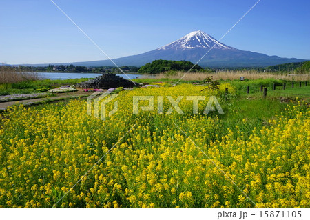 5月風景・富士山770キカラシ・大石公園 5月風景・富士山770キカラシ・大石公園 15871105